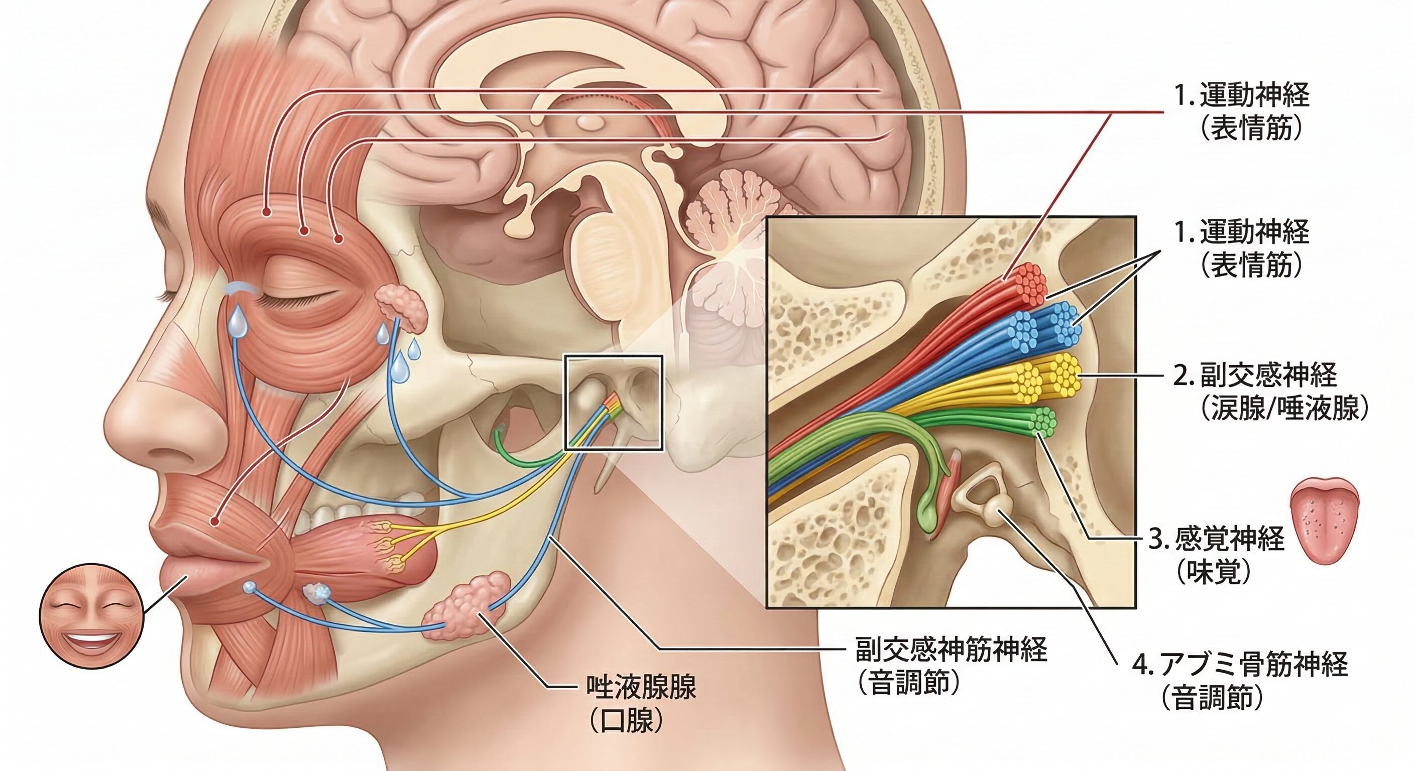 顔面神経の4つの機能(運動・副交感・感覚・アブミ骨筋神経)を色分けで解説した解剖図